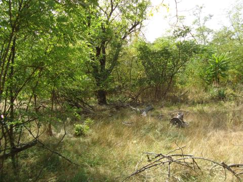 Tanya/erdő Tanya/erdő