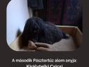Törzskönyves puli kölykök elérhetők