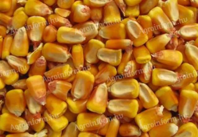Idei kukorica eladó 8000 Ft/q áron