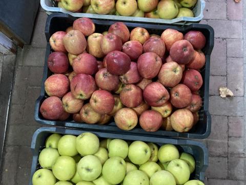 Étkezési alma eladó Ráckevén – alma közvetlenül a termelőtől