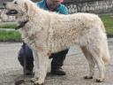 Fajtatiszta kuvasz kölykök kaphatók