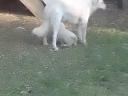 Fajtatiszta kuvasz kölykök kaphatók