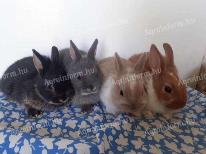 Törpenyúl holland és toy eladó Bp mellett Budaörsön