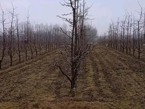 Metszést vállalok Metszést vállalok
