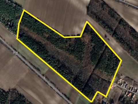 ELADÓ erdő- Gomba ELADÓ erdő- Gomba