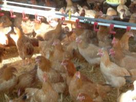 Vágnivaló tyúk eladó – háztáji baromfi, kiváló minőségben