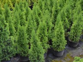 Cukorsüveg fenyők nagyobb tételben