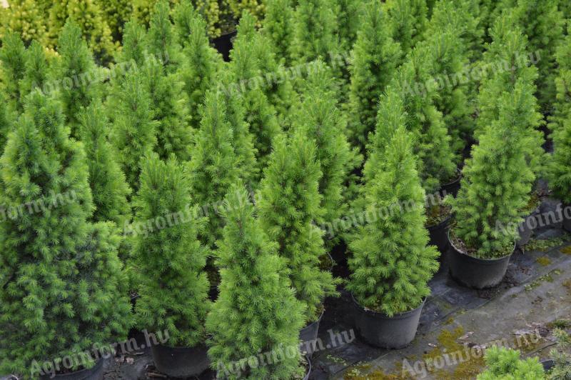 Karácsonyi dísznek cukorsüvegfenyők nagyobb tételben