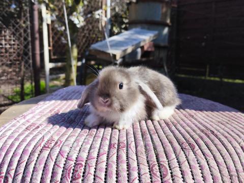 Törpe és mini törpenyulak nagy választékban tenyésztőtől Törpe és mini törpenyulak nagy választékban tenyésztőtől