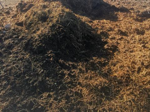 Eladó szarvasmarha trágya Eladó szarvasmarha trágya