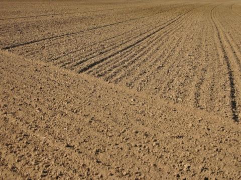 Családi gazdaság hosszú távra bérelne szántóföldet