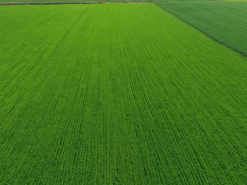 Makó környékén szántóföld eladó Makó környékén szántóföld eladó