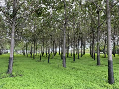 Császárfa (oxy fa) eladó Császárfa (oxy fa) eladó