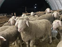 Landschaf merinó kosok és jerkék eladók