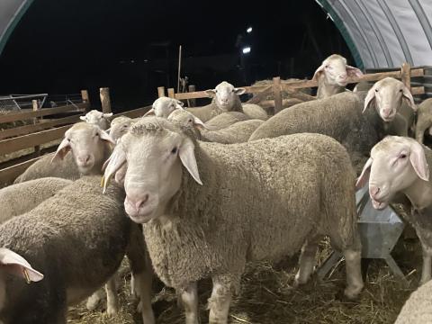 Landschaf merinó kosok és jerkék eladók