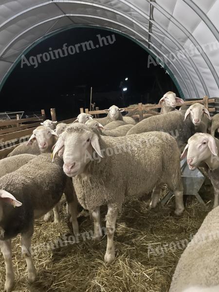 Landschaf merinó kosok,  jerkék eladó