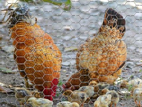 Csibeháló,  madárháló,  csirkeháló,  drótháló,  drótkerítés,  vadháló