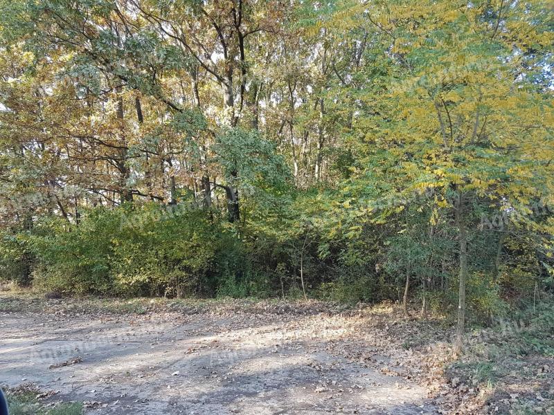 Eladó 160 hektár tölgy és nyár erdő Hajdú-Bihar vármegyében