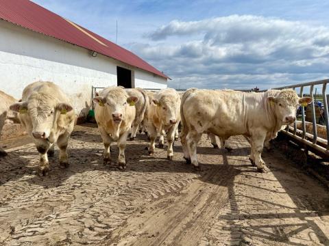Charolais tenyészbika eladó Charolais tenyészbika eladó