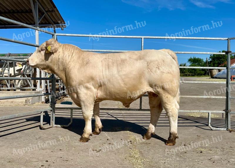 Charolais tenyészbika eladó