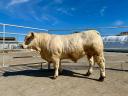 Charolais tenyészbika eladó