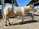 Charolais tenyészbika eladó