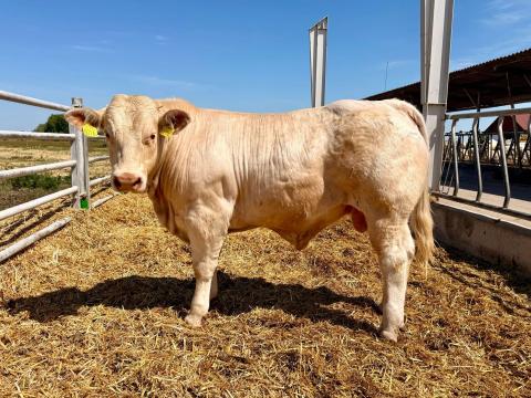 Nyakas Charolais tenyészbikák eladók Nyakas Charolais tenyészbikák eladók