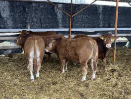 Limousin tenyészbikák