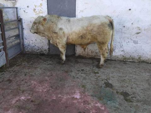 Charolais tenyészbikák eladók Charolais tenyészbikák eladók