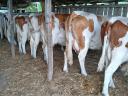 Tanyára szerelő, fejős, traktoros, lakatos karbantartót keresek!!