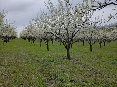 Eladó gyümölcsültetvény Gyöngyöspatán Eladó gyümölcsültetvény Gyöngyöspatán