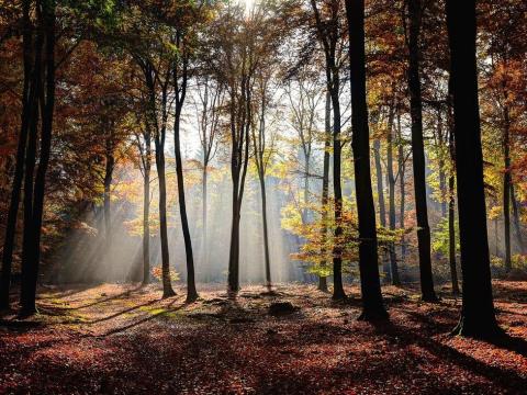 Erdészeti szakirányítás, erdőtelepítési pályázatok Erdészeti szakirányítás, erdőtelepítési pályázatok