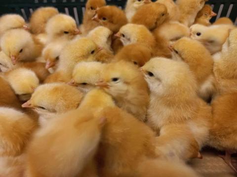 Napos és előnevelt csibe, csirke rendelhető Napos és előnevelt csibe, csirke rendelhető