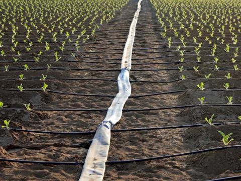 Csepegtetőszalag RAIN BOX 16 mm,  20 cm,  30 cm,  1,1-1,36 L/óra,  3000 m Csepegtetőszalag RAIN BOX 16 mm,  20 cm,  30 cm,  1,1-1,36 L/óra,  3000 m