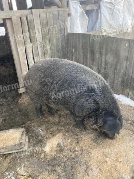 Mangalica és fehér kan