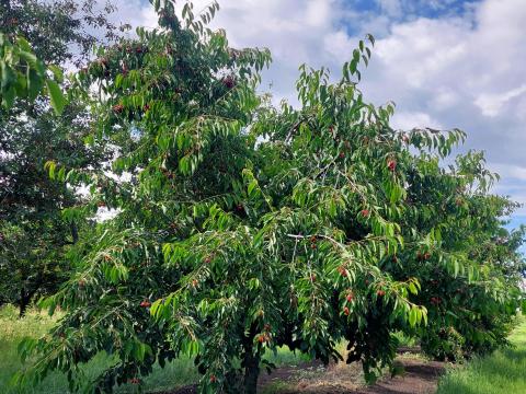 Cseresznyés eladó Cseresznyés eladó