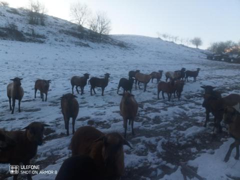 Kameruni birka eladó Kameruni birka eladó