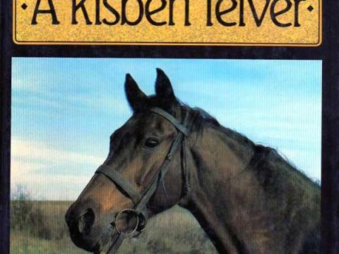 A kisbéri félvér A kisbéri félvér