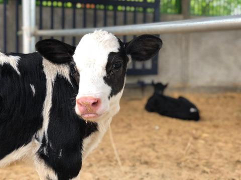 Elletős/Borjász/Fejő kollégát keresünk Elletős/Borjász/Fejő kollégát keresünk
