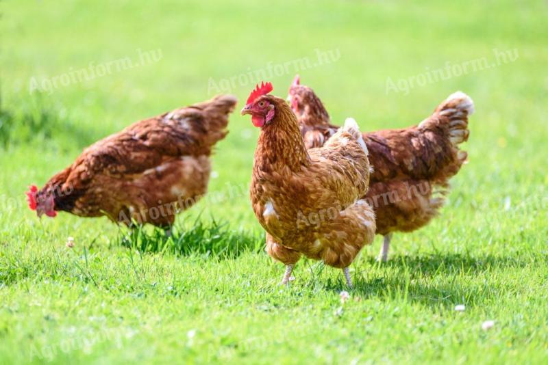 2 kg súlyú csirke önkormányzatoknak,  vágóhidaknak,  magánszemélyeknek