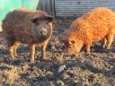 Vörös,  és fekete mangalica süldők (50Kg.) eladók. Szállításban segítek. Siófok