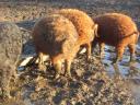 Vörös,  és fekete mangalica süldők (50Kg.) eladók. Szállításban segítek. Siófok