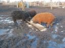 Vörös,  és fekete mangalica süldők (50Kg.) eladók. Szállításban segítek. Siófok