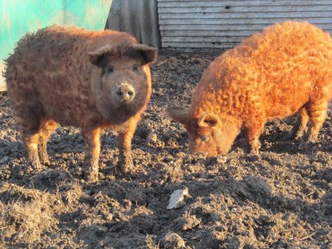 Vörös, mangalica malacok eladók. Szállításban segítek Vörös, mangalica malacok eladók. Szállításban segítek