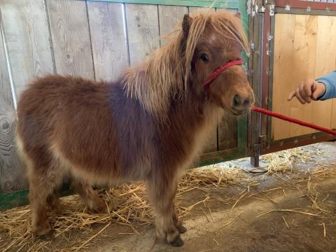 Mesebeli törpe póni lovacska baráti áron Mesebeli törpe póni lovacska baráti áron