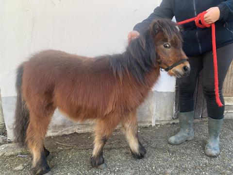 Mini póni gyönyörű lovacska származási lappal