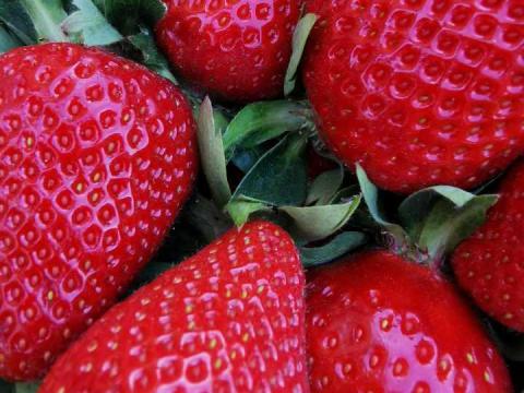 Frigo eper palánta Frigo eper palánta