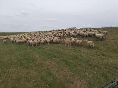 Csoportvezető Csoportvezető