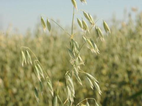 Perun tavaszi zab vetőmag 800 kg-os Big-Bag, illetve 30 kg/zsák kiszerelésben Perun tavaszi zab vetőmag 800 kg-os Big-Bag, illetve 30 kg/zsák kiszerelésben