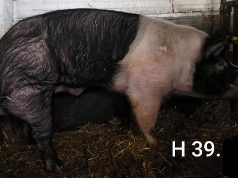 Sertésszaporító anyag Sertésszaporító anyag